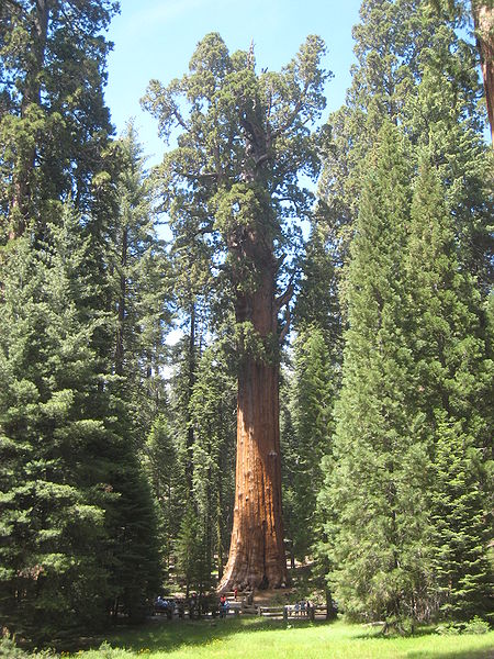 Sherman tree Chris M.