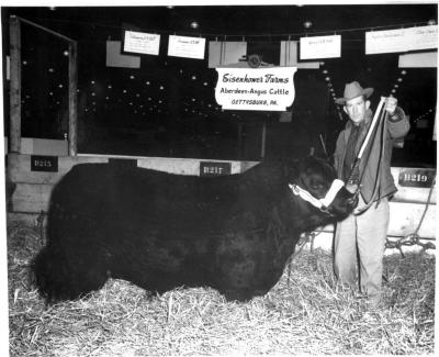 Bob Hartley with Angus bull at show, Chicago 1961. Note sign in background.